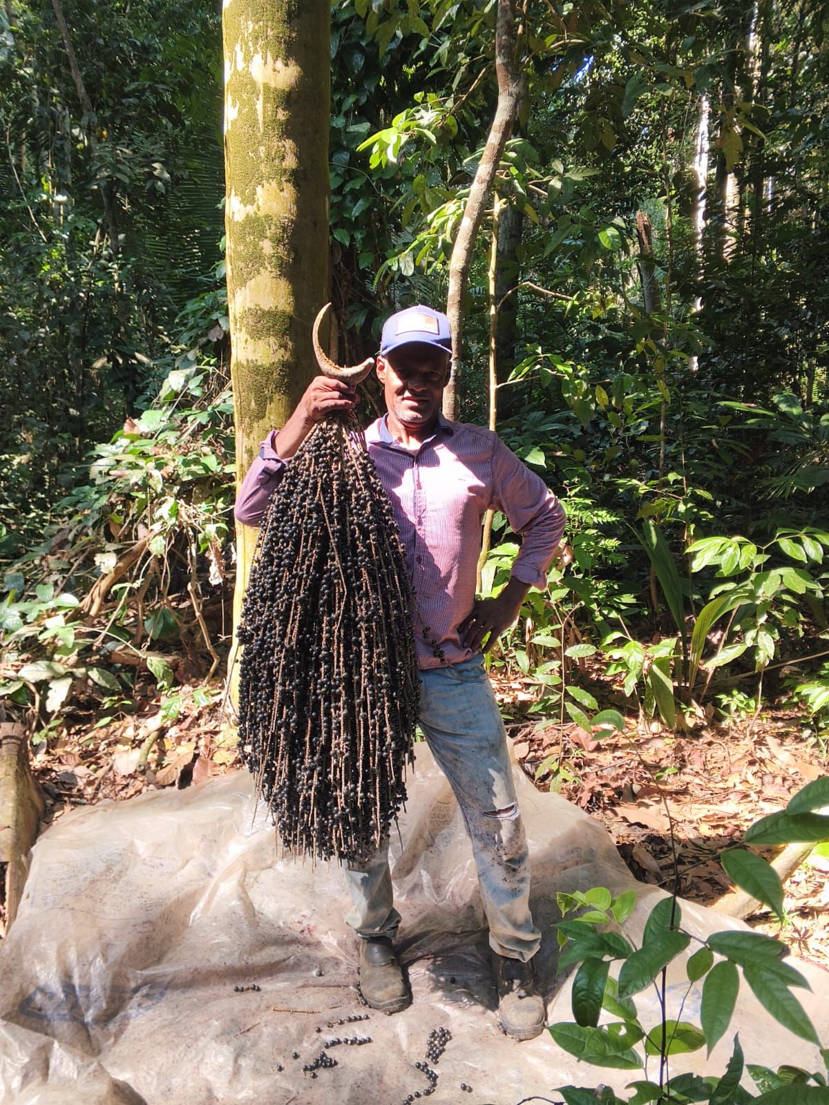 Agricultor com cachos de açaí na floresta
