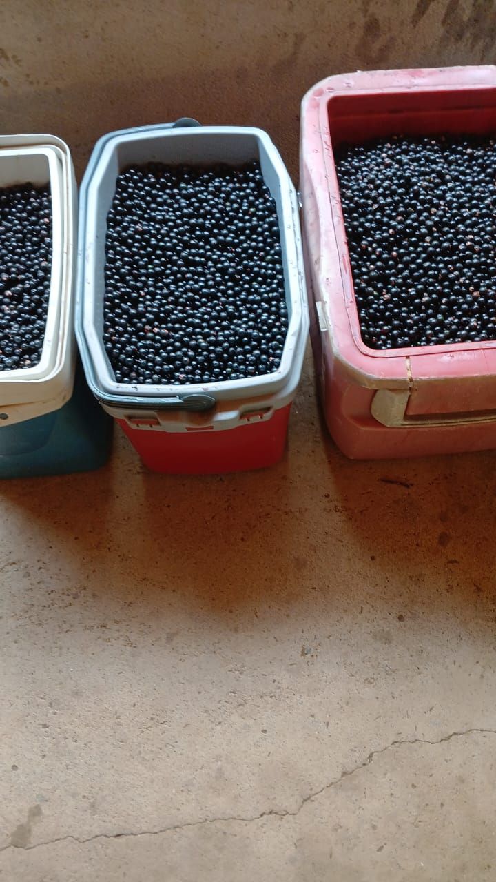 Caixas com açaí colhido