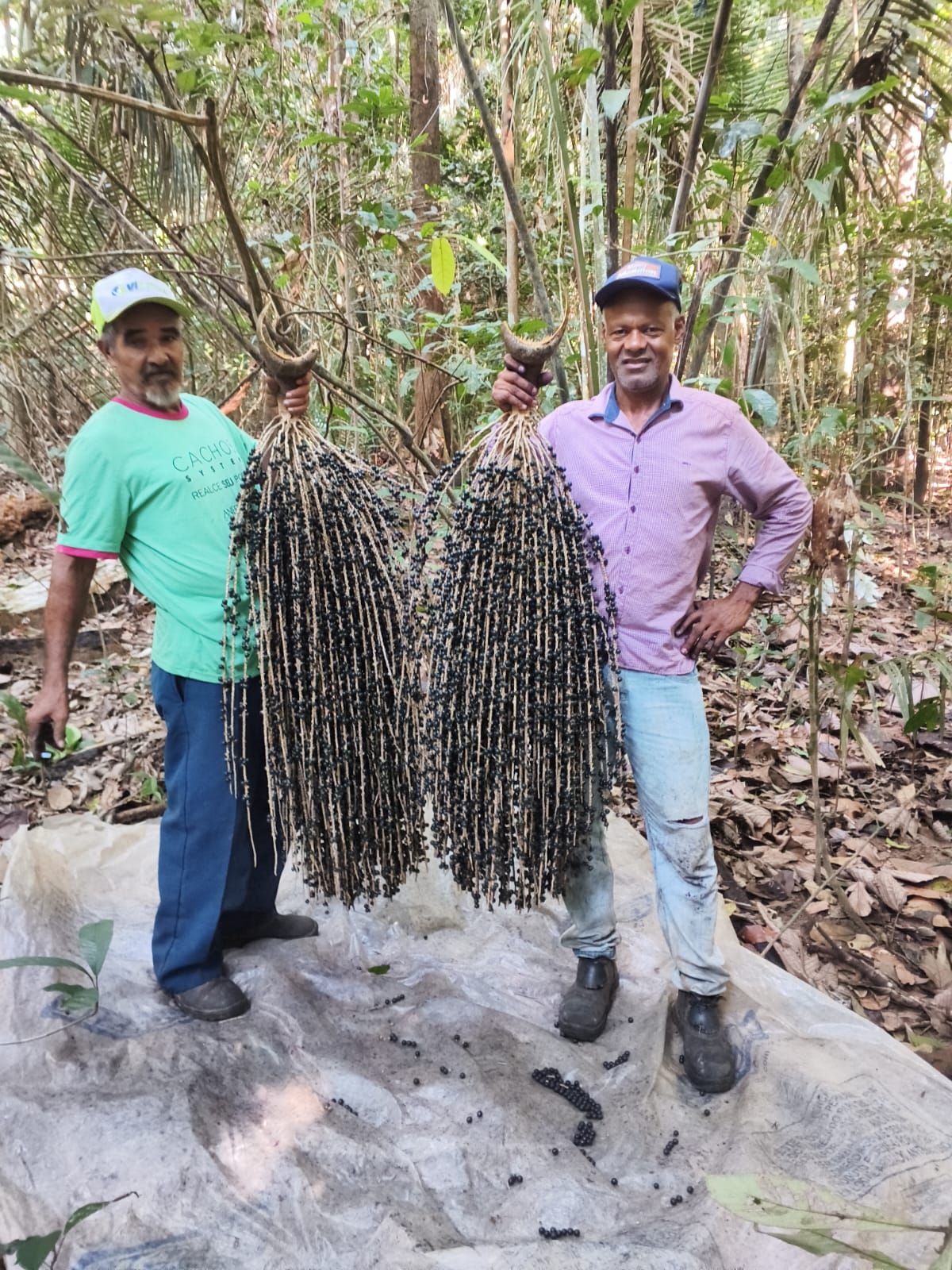 Dois agricultores com cachos de açaí na mata