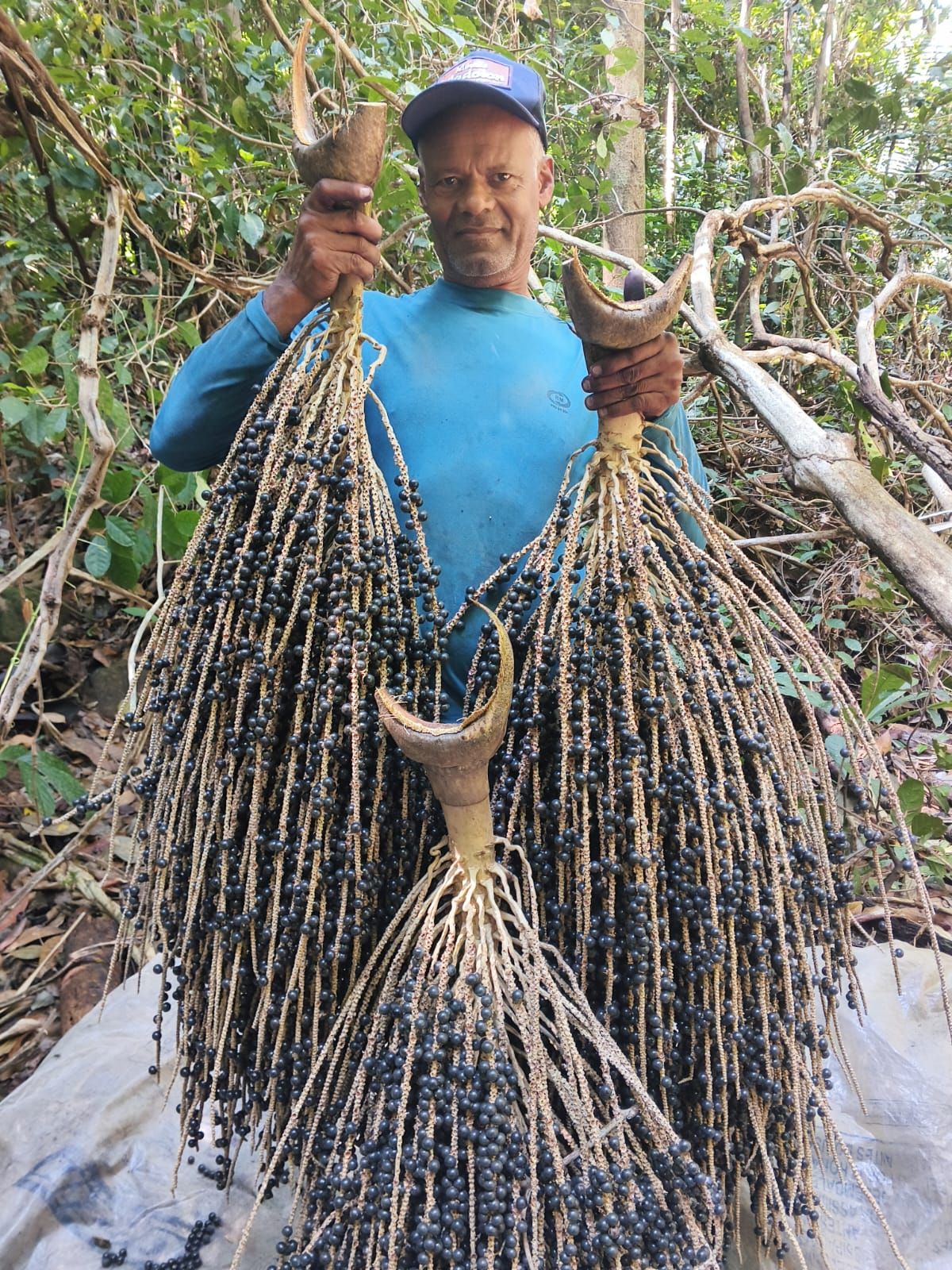 Cooperado com a colheita de açaí