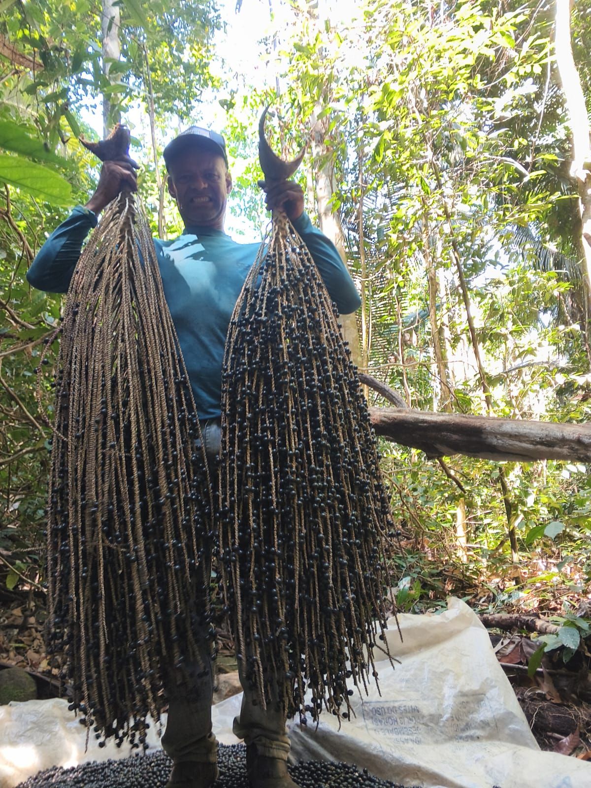 Agricultor exibindo cachos de açaí recém-colhidos