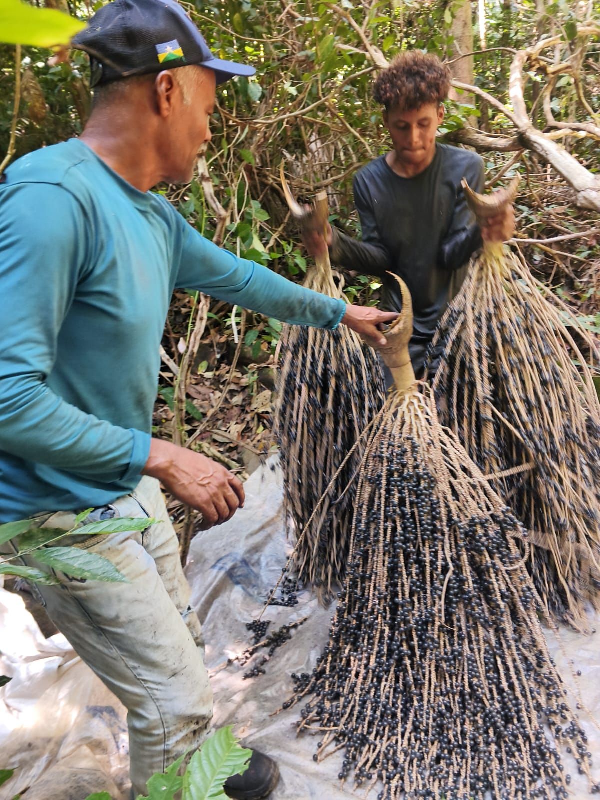 Agricultores no manejo dos cachos de açaí
